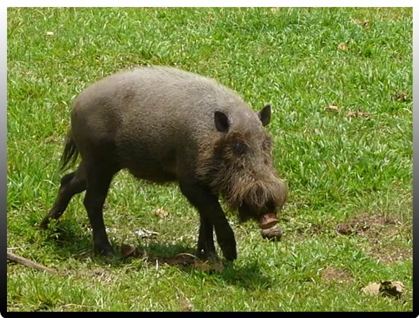 cochon barbu