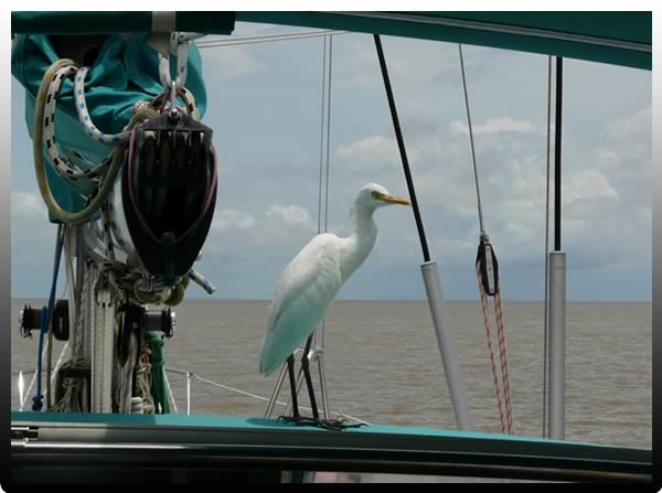 aigrette